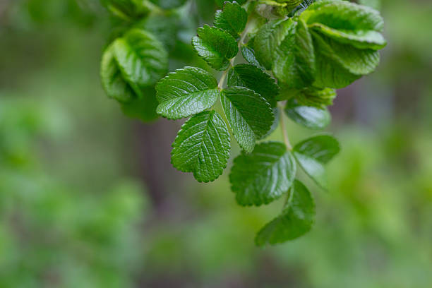 Green leaves on a rose bush in early spring, macro, selective focus