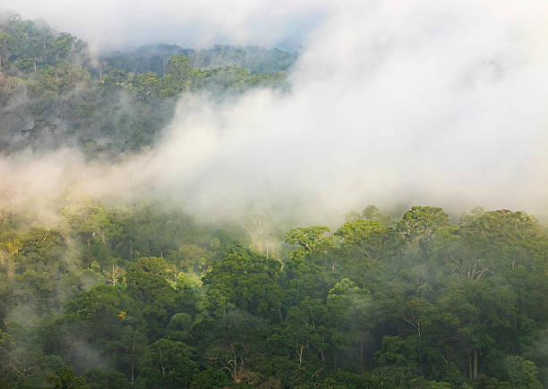 istock Clouds over rainforest in the Danum Valley Conservation Area, Sabah, Borneo, Malaysia. 2216296639