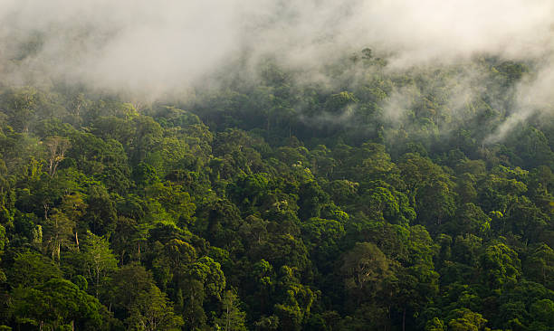 istock Clouds over rainforest in the Danum Valley Conservation Area, Sabah, Borneo, Malaysia. 2216296944