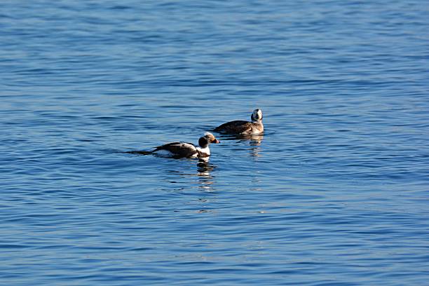 istock The sailor duck in Baltic sea 2216299618