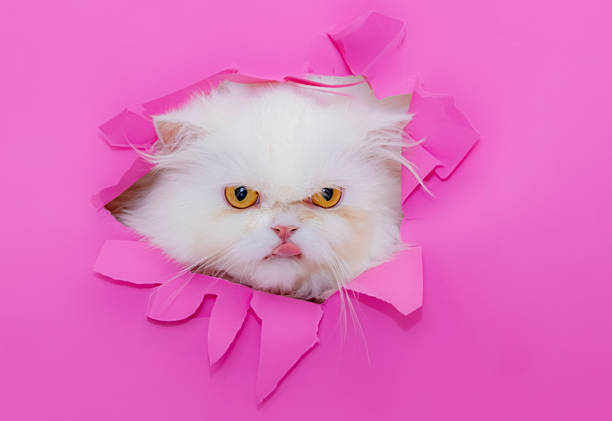 istock white persian cat with honey colored eyes 2216300005