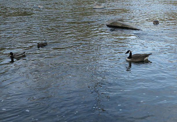 Geese swimming in water at brandywine park during a nice day in the spring time