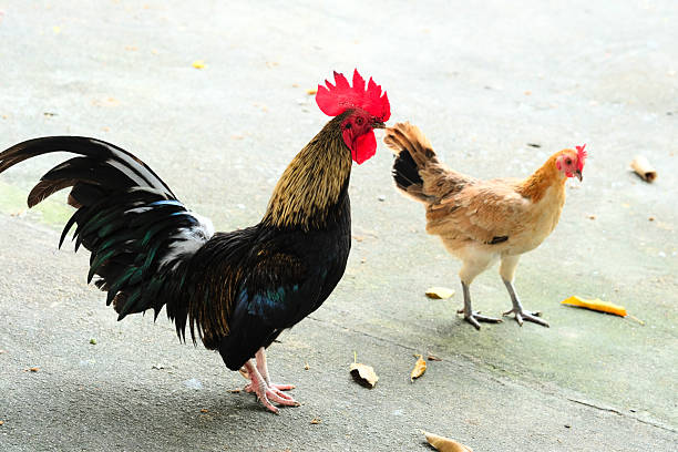 istock red chicken and rooster 2216302415