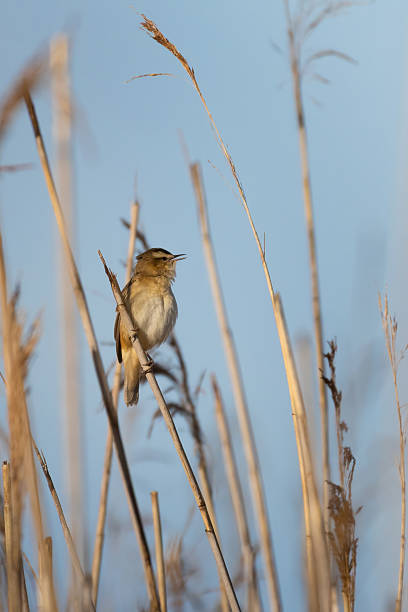 istock Sedge warbler (Acrocephalus schoenobaenus) singing in reed marsh habitat. 2216302718