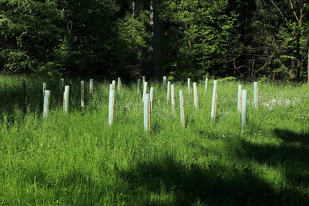 istock New trees were planted in a forest 2216303812