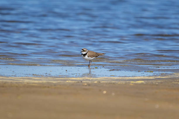 Little ringed plover ( Charadrius dubius ) on the shore