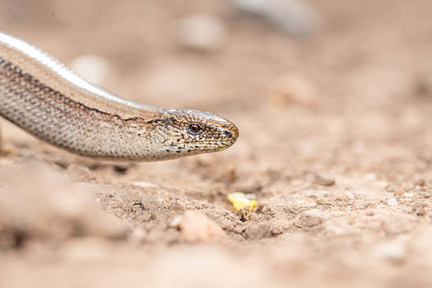 Male slow worm closeup in the dry dirt