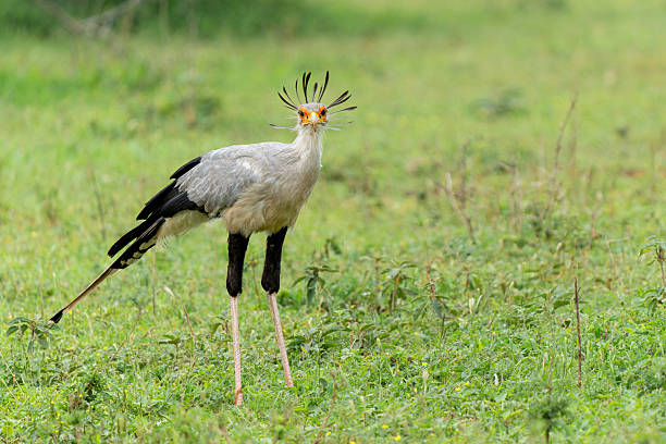 istock Secretary Bird hunting in a Game Reserve 2216305770