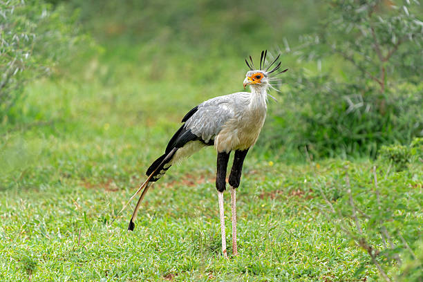 istock Secretary Bird hunting in a Game Reserve 2216305820