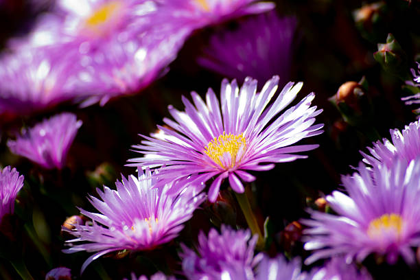 small fuchsia daisies in full sun in spring