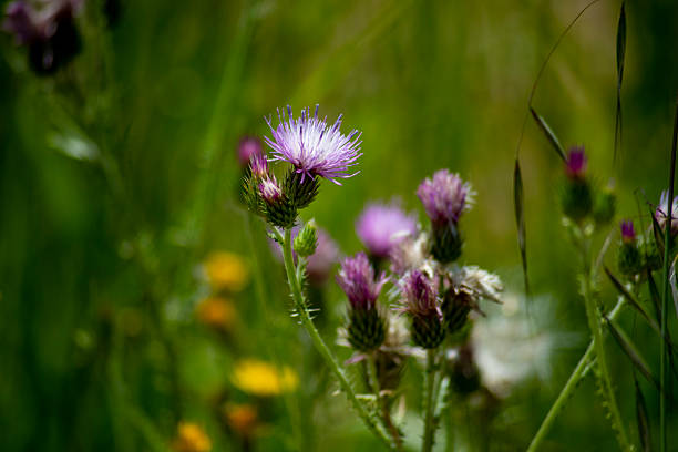 istock Thistle flowers in the Spanish countryside in spring 2216307788