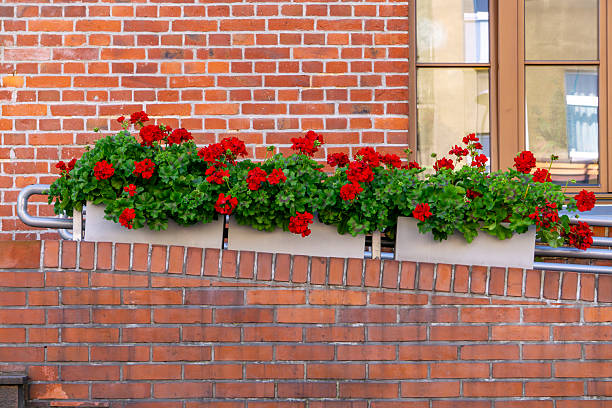 A typical red climbing English rose against a brick wall