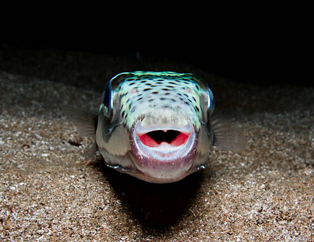 istock Invasive and toxic toadfish in the Mediterranean Sea 2216309956