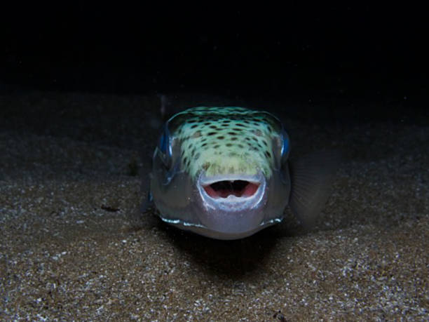 istock Invasive and toxic toadfish in the Mediterranean Sea 2216309957