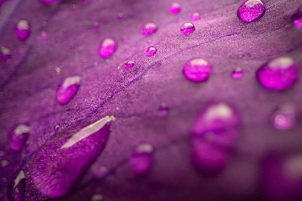 Closeup of iris flower, macro photo for design purpose