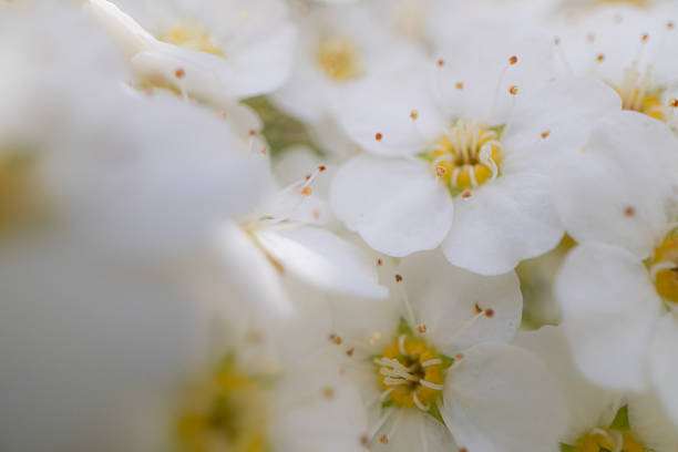 Close-up of a beautifully blooming white cherry blossom