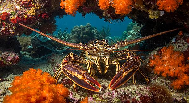 istock Caribbean spiny lobster amidst vibrant coral reef underwater 2216314253