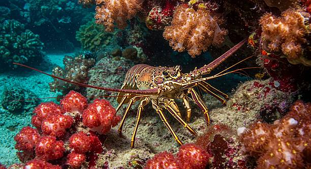 istock Caribbean spiny lobster amidst vibrant coral reef underwater 2216314262