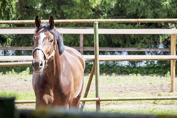 Brown domestic horse with fly mask grazing. This image shows a brown domestic horse grazing on a sloped green pasture while wearing a protective fly mask The horse has a glossy coat dark mane and white markings on one leg The background includes electric fencing and dense green foliage indicating a controlled and well maintained grazing environment often used for horse husbandry and pasture management