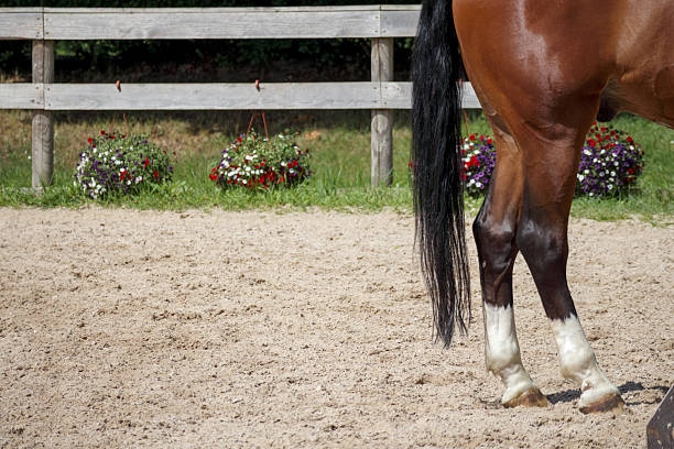 Horse's legs and tail in profile while the horse is eating grass.