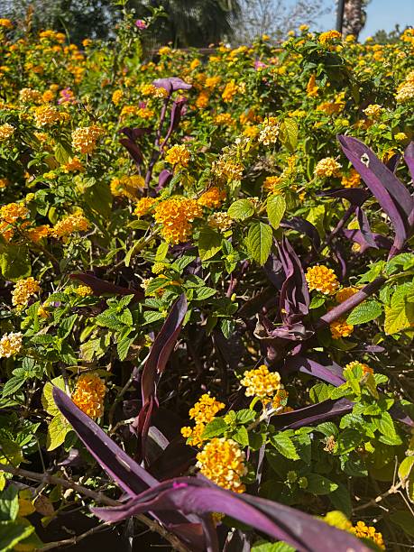 Yellow Lantana Flowers