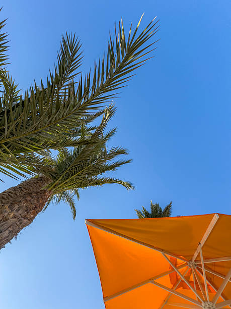 istock Tall palm trees with an orange sunshade against the sky 2216318832