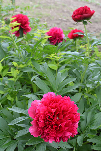 istock Peony blooms in the garden 2216319256