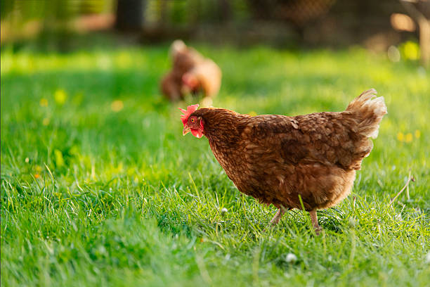 istock Free range chickens walking outdoors on field, standing on meadow green grass, copy space for banner 2216320194