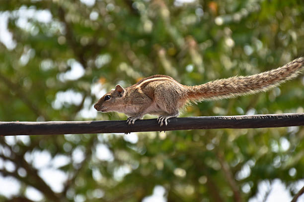 A squirrel climbed a palm tree in Plaza Hidalgo at the borough of Coyoacán in Mexico city, Mexico.