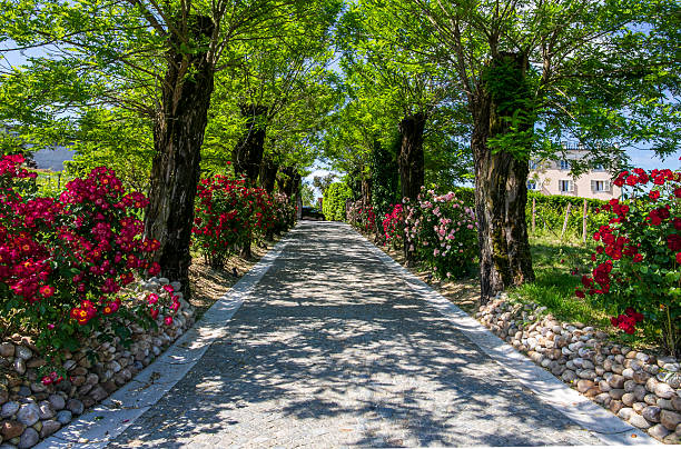 Picturesque garden path lined with vibrant red roses and lush trees leading to a house under a clear blue sky