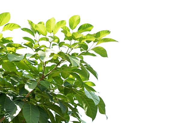 A plant tree with leaves branches on white isolated background