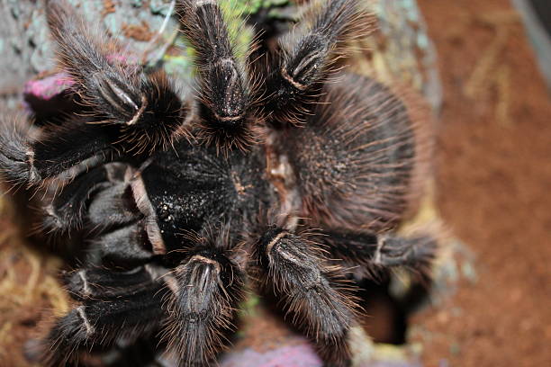 istock Brazilian salmon pink bird-eating tarantula 2216321473