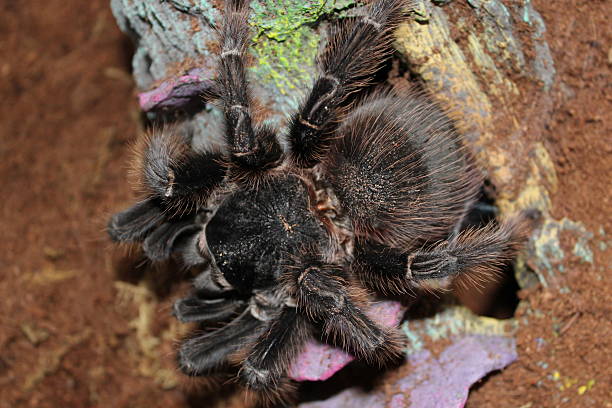istock Brazilian salmon pink bird-eating tarantula 2216321482