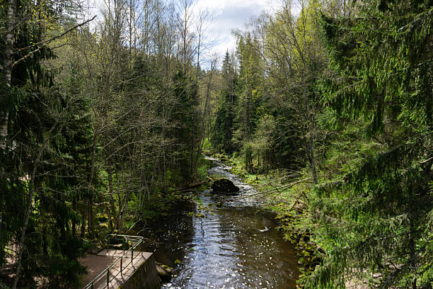 istock Spring Forest River Flowing Through Lush Green Woodland with Sunlight and Shadows 2216323464