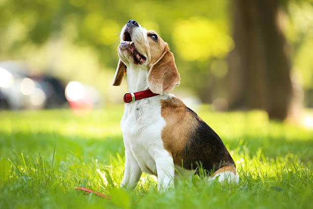istock Beagle dog sitting on the grass in park 2216325147