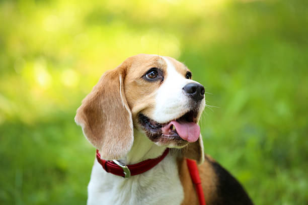 istock Beagle dog sitting on the grass in park 2216325357