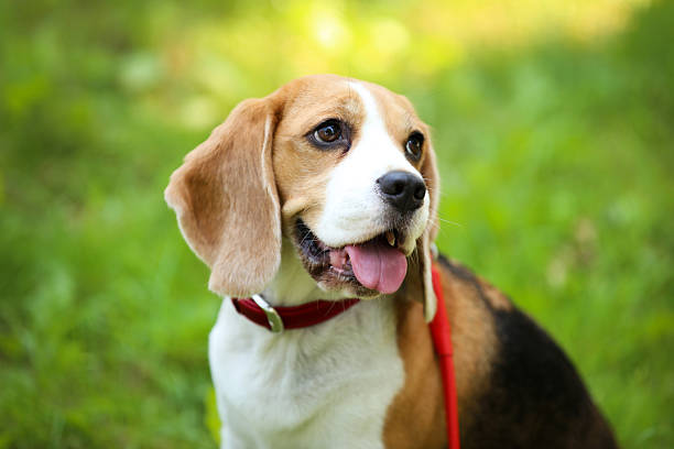 istock Beagle dog sitting on the grass in park 2216325446