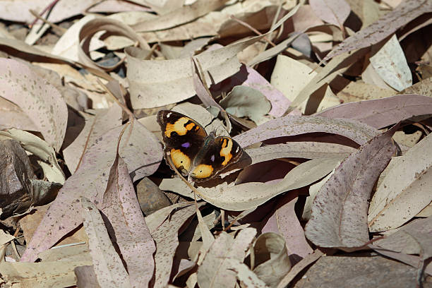 A yellow pansy butterfly, Junonia hierta