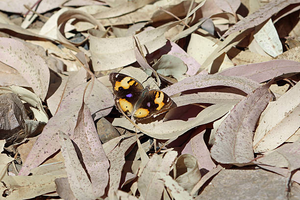 A yellow pansy butterfly, Junonia hierta