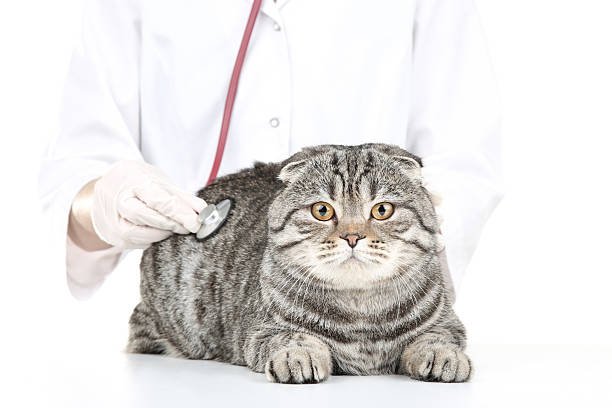 istock Veterinarian with cat and stethoscope 2216325603