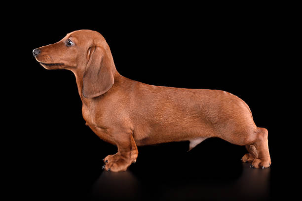istock Cute brown dachshund puppy 2216328653