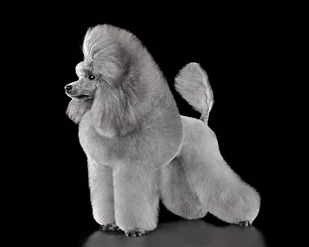 istock Standing gray toy poodle 2216328826