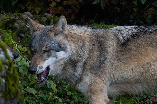 istock Gray wolf (Canis Lupus) also known as timber wolf looking straight at you in the forest 2216328892