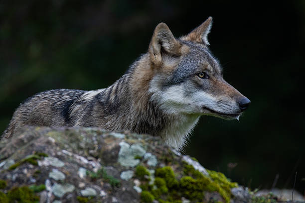 istock Gray wolf (Canis Lupus) also known as timber wolf looking straight at you in the forest 2216328906