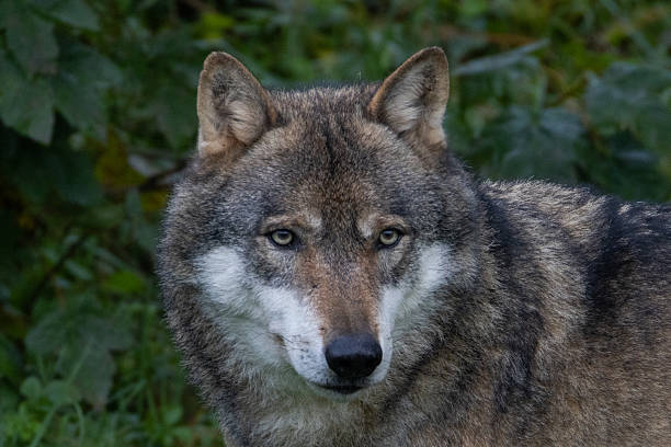 istock Gray wolf (Canis Lupus) also known as timber wolf looking straight at you in the forest 2216328910