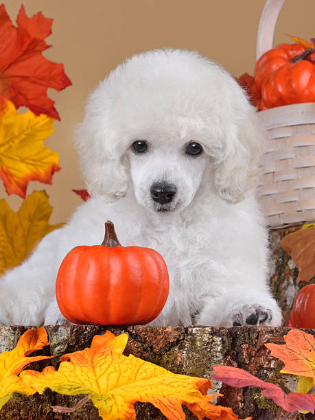 istock Studio portrait of white poodle puppy 2216329244