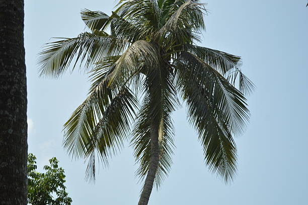 Palm trees reaching skyward with visible power lines, creating a tropical ambiance under a vibrant, open, sunny sky. The scene provides natural vibrancy combined with a touch of urbanity.