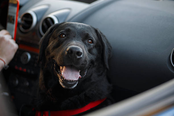 Black labrador dog sitting in a car