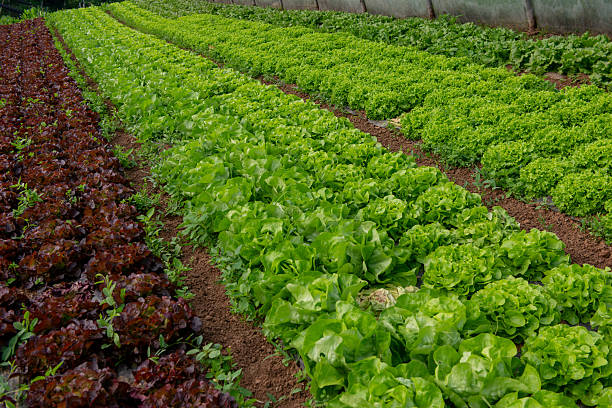 istock Organic vegetable cultivation in greenhouse 2216333461