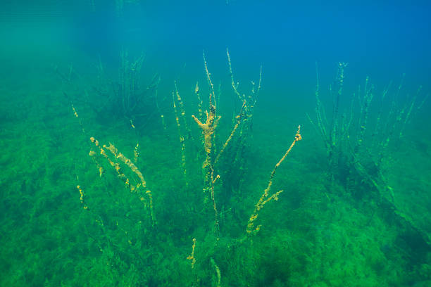 istock Green algae Elodea Canadensis and Lato seaweed on the lakebed create a serene and mysterious natural scene of underwater life. 2216334599